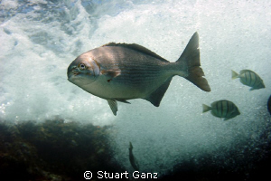 White water by Stuart Ganz 